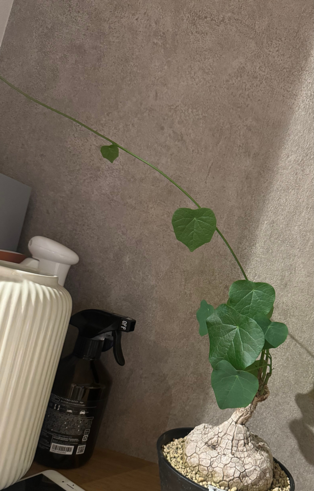 この植物は亀甲竜でしょうか初めての質問で失礼やおかしな点があったら