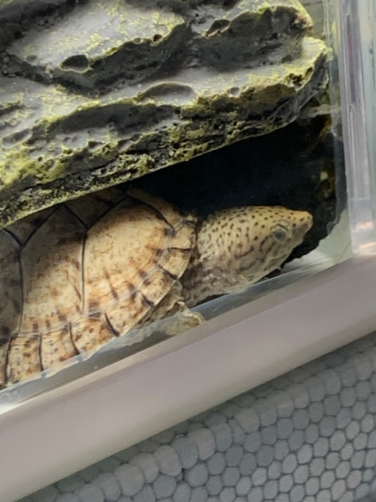 亀の昼寝？について4cmほどのカブトニオイガメを飼育しています。この 