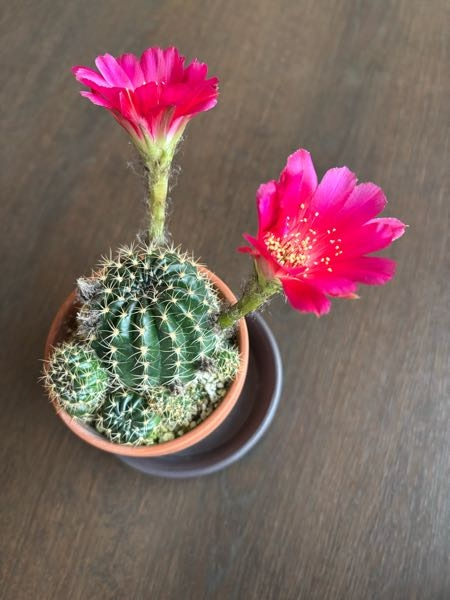サボテンに子株が沢山付いて、親株が傾いてしまっています。蕾もまだ