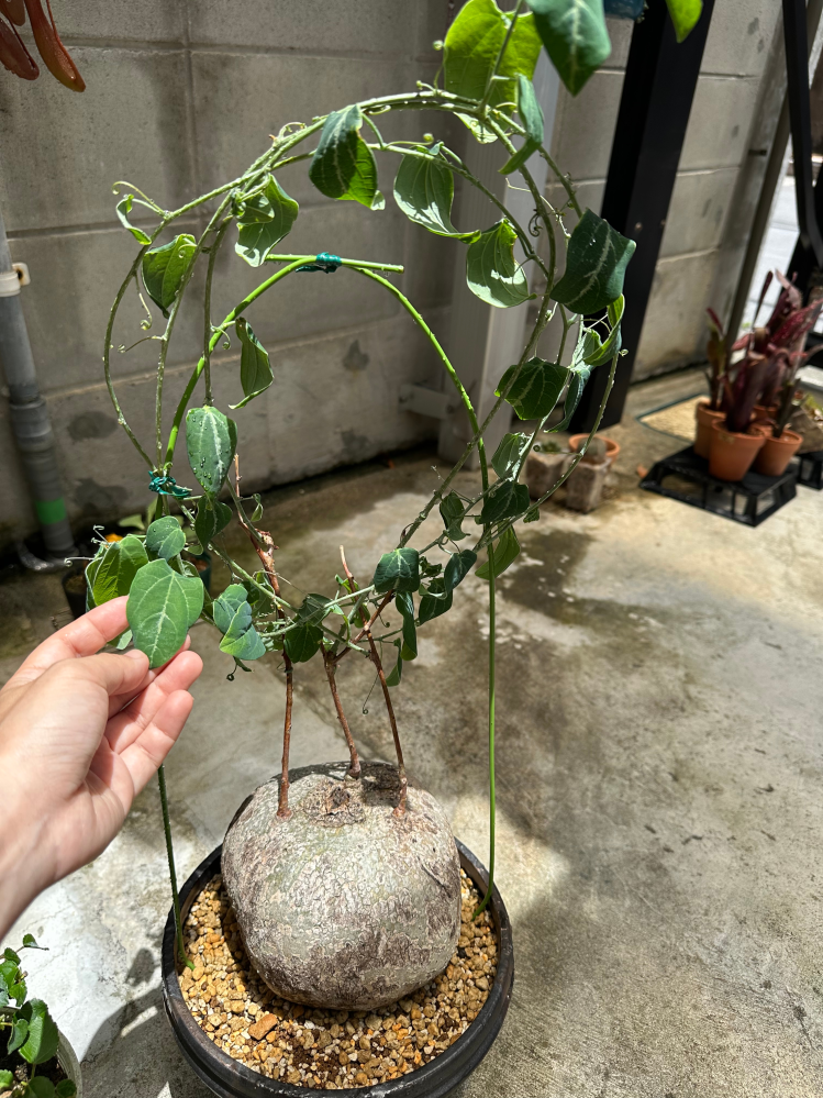 塊根植物(アデニア属)に詳しい方に質問です。画像の植物について