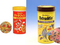 エンゼルフィッシュが餌をあまり食べません 現在 テトラフィンとい Yahoo 知恵袋