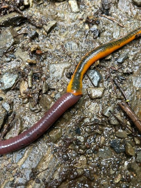 このミミズを食べてる方の名前を教えて下さい。 - ヤツワクガビルとい