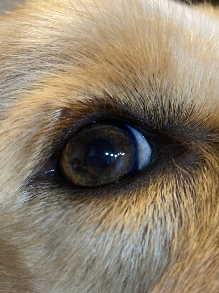 愛犬の目に小さなしこりのようなものがあり、気になっています 