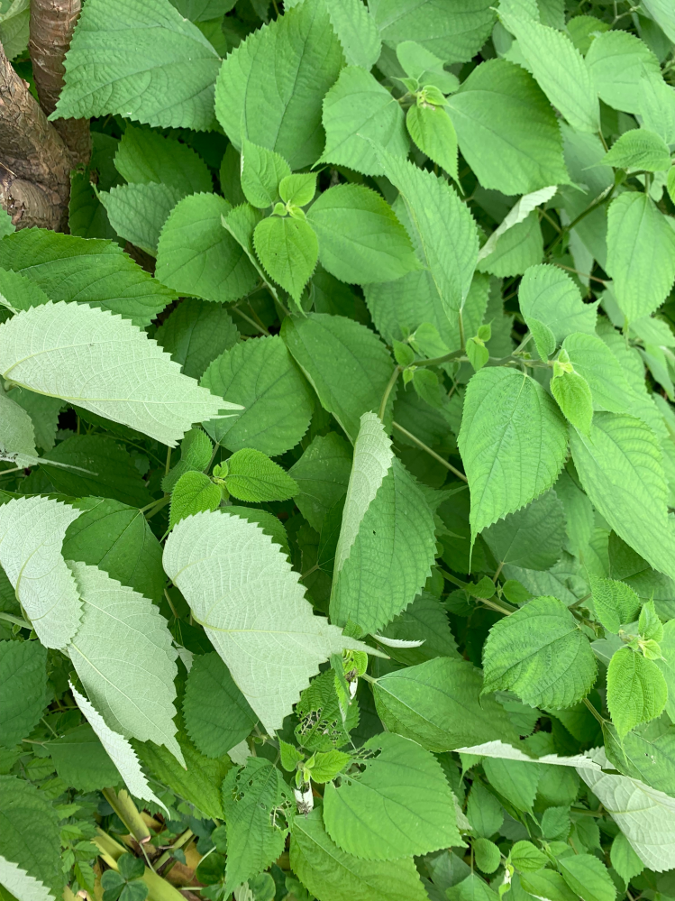 近所に生えてた葉っぱです 葉っぱの変な模様 : r/plantclinic