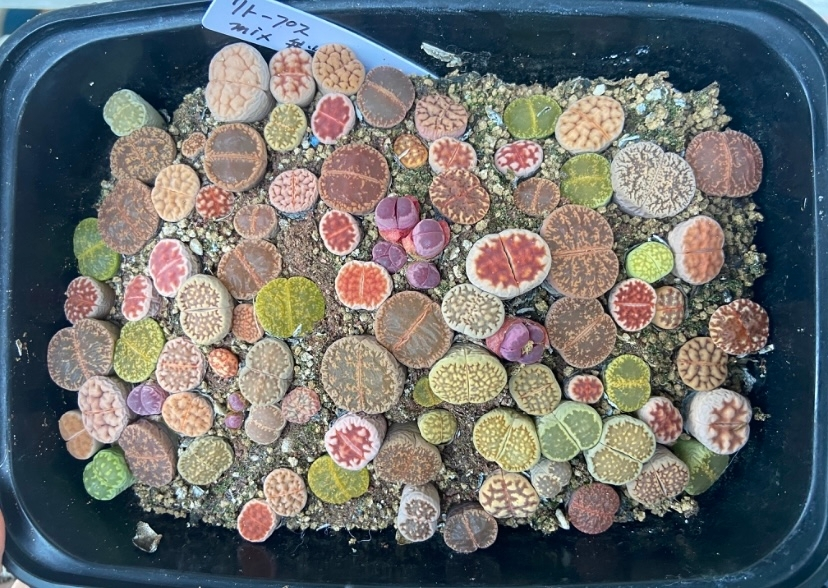 多肉植物リトープスの育成についてです。2つ質問があります。5月末に