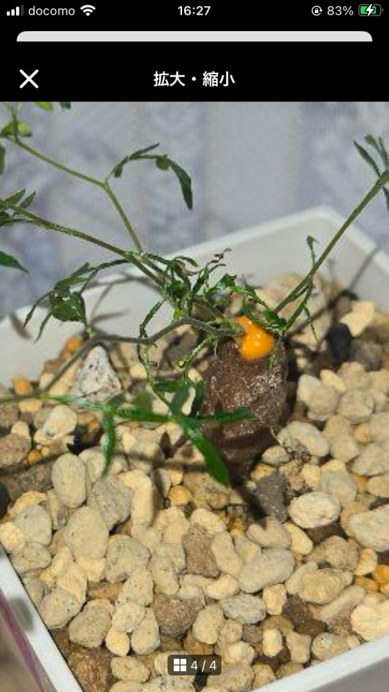 オペルクリカリアパキプスの3年目の実生株ですが、9月末にパワータンク