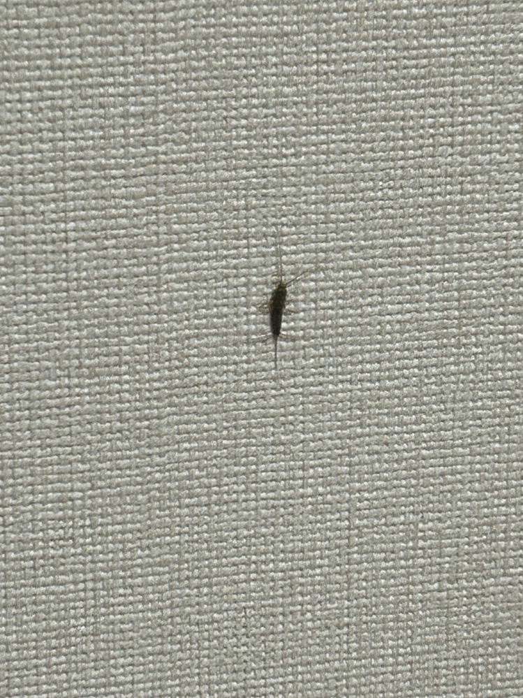この虫はなんですか？ - Yahoo!知恵袋