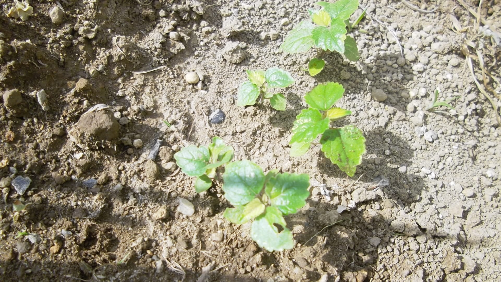 裸地と荒原の違いは何ですか？裸地は何も生育できないが、荒原は地衣... - Yahoo!知恵袋