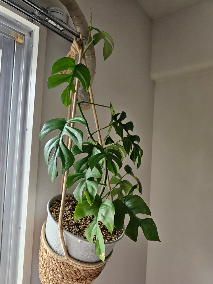 モンステラモンステラのド素人です。茎を太く大きく立派にしたいのです