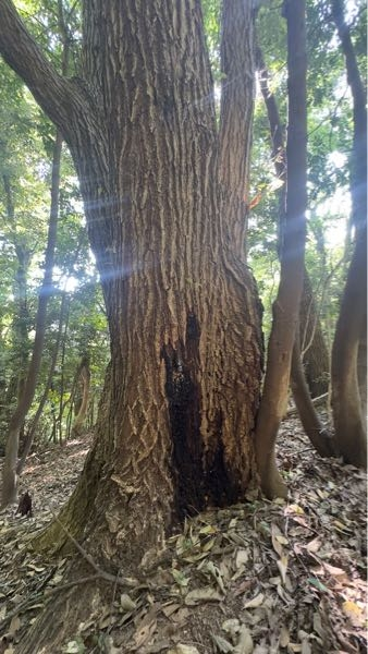 カブトムシ採集について。今日樹液の出ているクヌギの木をいくつか
