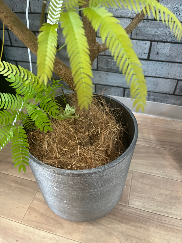 NARUTOのカカシの部屋にある植木のウッキー君は誰かからの贈り