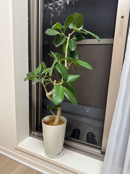 鉢植えのソテツを室内で育てています。葉っぱが伸びてきたので