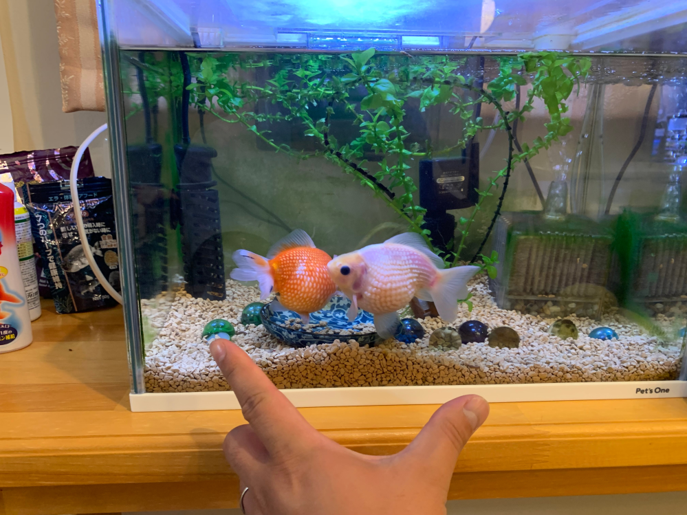 ピンポンパールについて質問です。購入して半年ほどたち、水槽が少し 