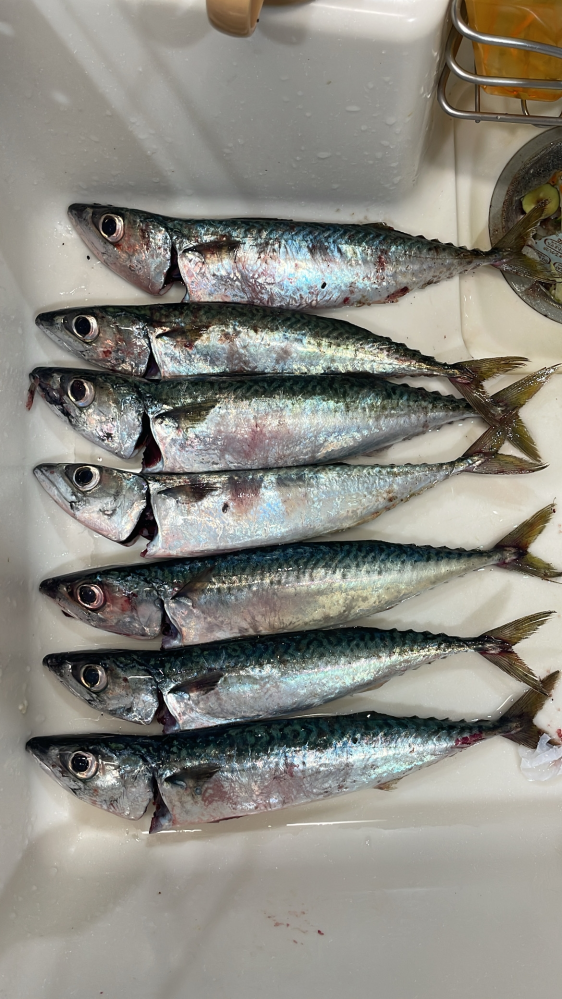 尺鮎 ニゴイカラー専用出品‼️