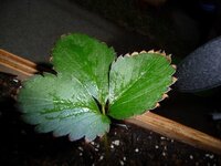 定植したばかりのイチゴの葉の外周が茶色に枯れてきてしまいました どうしたらよい Yahoo 知恵袋