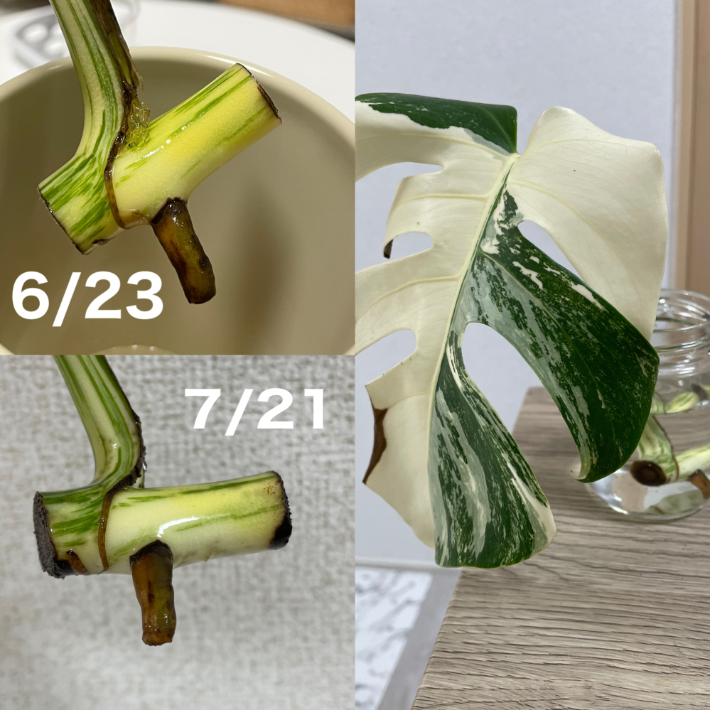 モンステラミドルカット苗の発根について質問です。こんにちは。約1