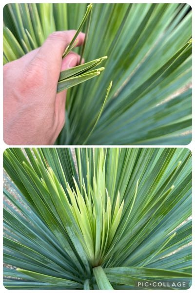 ユッカ　ロストラータ　幹太　成長点良好 ユッカ ロストラータ 幹太 成長点良好 ユッカ ロストラータ 幹太 成長