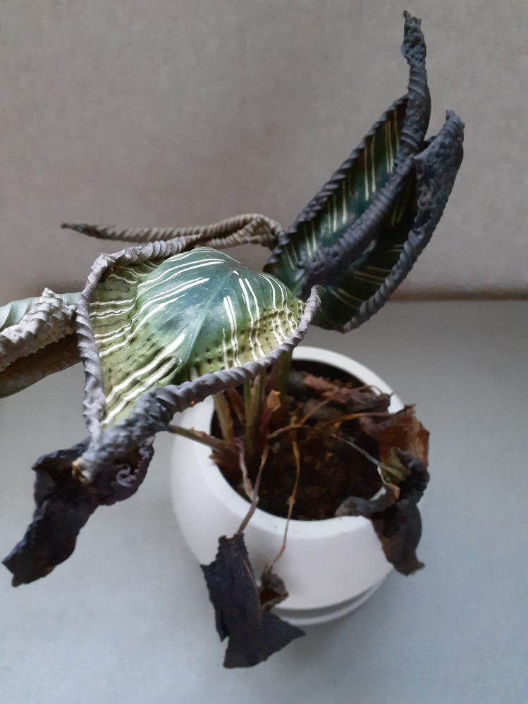 植物鉢のvaliem（バリエム）。インビジブルインクのデザイン