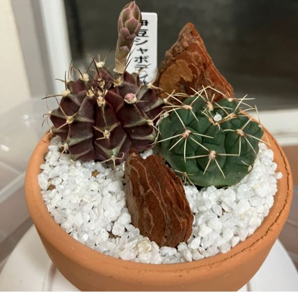NARUTOのカカシの部屋にある植木のウッキー君は誰かからの贈り