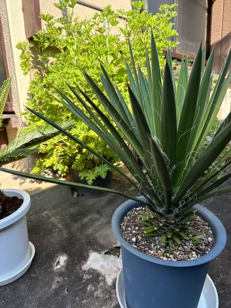 植物鉢のvaliem（バリエム）。インビジブルインクのデザイン