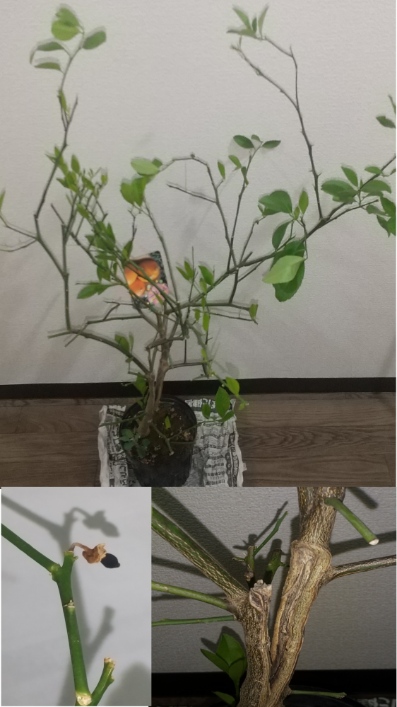 植物鉢のvaliem（バリエム）。インビジブルインクのデザイン