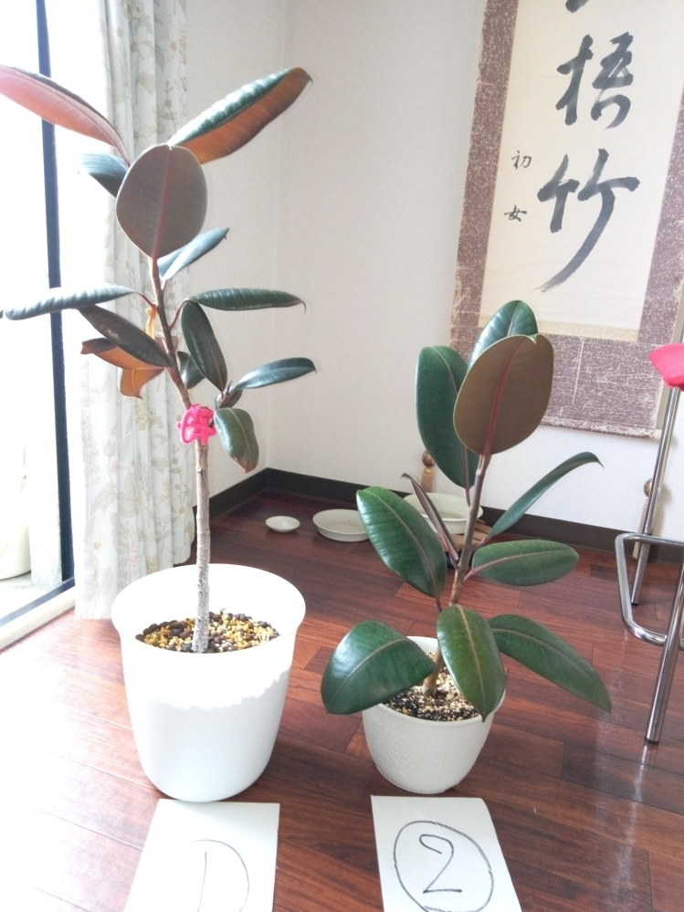 この落款解る方宜しくお願い致します、盆栽鉢、盆栽小鉢、盆栽、鉢、落款 陶翠 盆栽鉢 丸鉢 落款 現品 新品 : はニわ株式会社 Yahoo