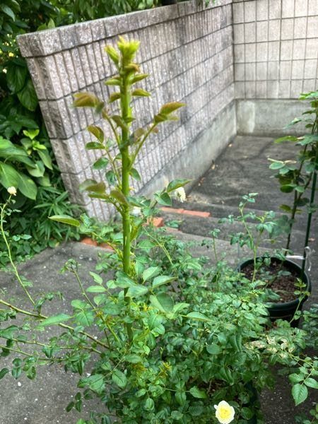 南天の移植について教えて下さい。地植えの南天を鉢植えにしたい