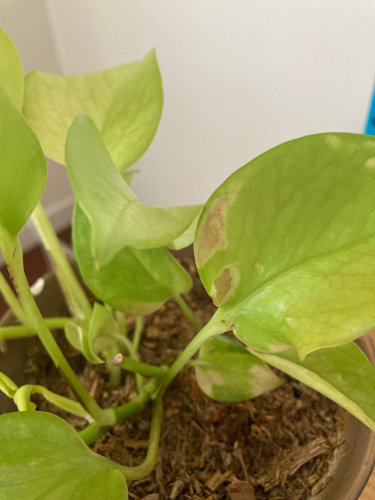 その他観葉植物 NORUTO NARUTOのカカシの部屋にある植木のウッキー君は誰かからの贈り