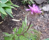 聖者の行進 の歌詞の意味を教えてください 私たちは逝ってしまった人たち Yahoo 知恵袋