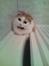 スコティッシュフォールド生後４ヶ月体重について 先月スコティッシュ Yahoo 知恵袋