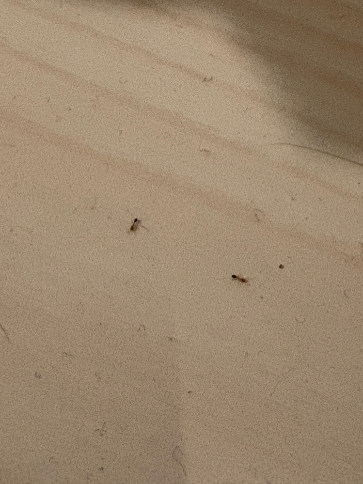 このアリについて質問です。1週間ほど旅行で家を空けていました。帰宅