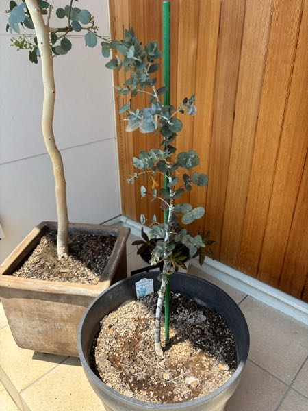 ココスヤシの鉢植え高さ90鉢底から1メートル30センチの