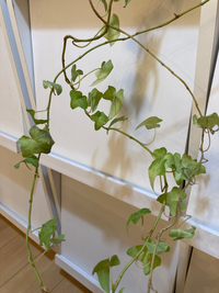 観葉植物　ストレッチア　引き取り希望　2m 観葉植物 ストレッチア 引き取り希望 2m