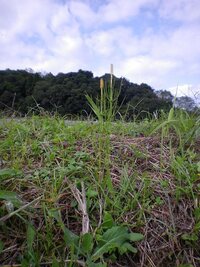 不思議な土筆を見つけました 下半分がスギナで上半分が土筆です 突然変 Yahoo 知恵袋