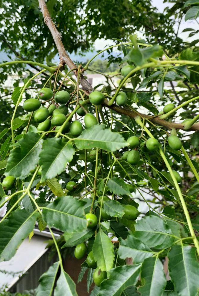 こんにちは盆栽鉢の落款なのですが、何とよむのでしょうか