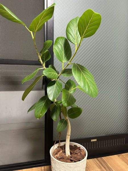 フィカス 約1.5メートル 大きな葉 フィカス 約1.5メートル 大きな葉 クラッシック フィカス 150cm