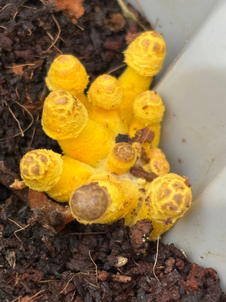 プランターに突然生えてきたキノコです。これは『コガネキヌ