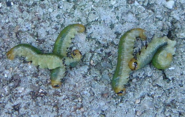 庭の五葉松に小さい虫が発生し 葉を食べられています 以前にマツカレハ Yahoo 知恵袋