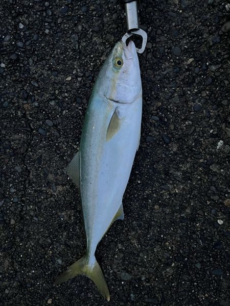 ufm ソルティプラッガー　sps962 ufm SALTY PLUGGER SPS962ウエダ シーバスロッド9.6ft ウエダ