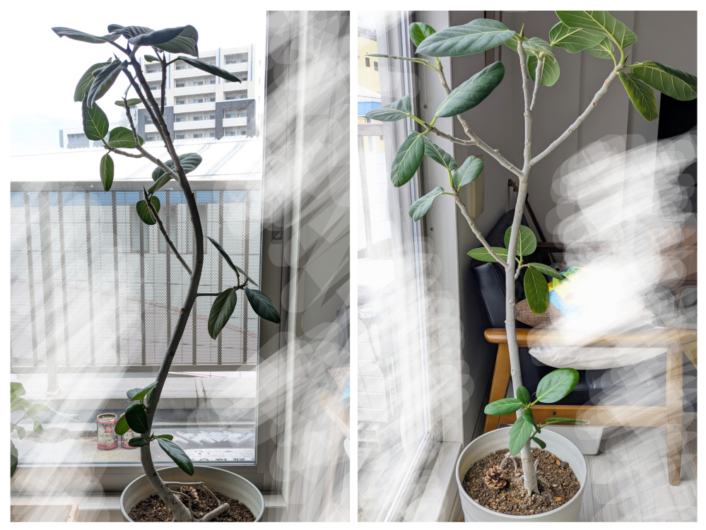 フィカス・ベンガレンシス成長記録・育て方 | シロウト園芸 フィカス