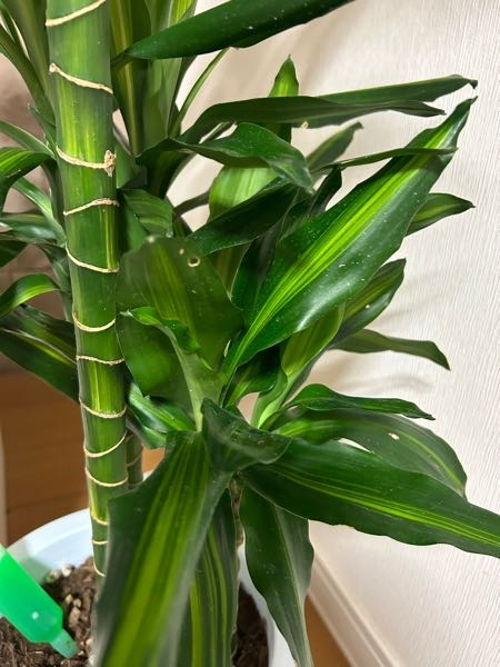 健康な多肉植物 緑と赤の色合い*3 商品一覧 – Page 3 – Bull