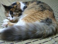 猫の犬歯 牙 が片方だけ伸びてるんですけど病院で看てもらった方がい Yahoo 知恵袋