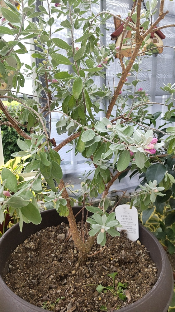 パキポディウムカクチペス先日5万円の現地球カクチペスを買い