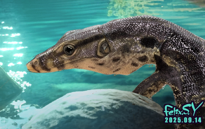 ア*ー様 爬虫類 ケージ バスキングライト フトアゴヒゲトカゲ ア*ー様