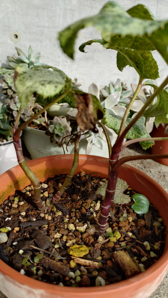 7年くらい育てているユッカの根元から、新芽が5センチくらい伸