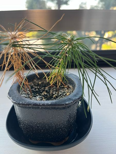 画像あり】黒松の植え替えについてどなたかウチの黒松を助けてやって 