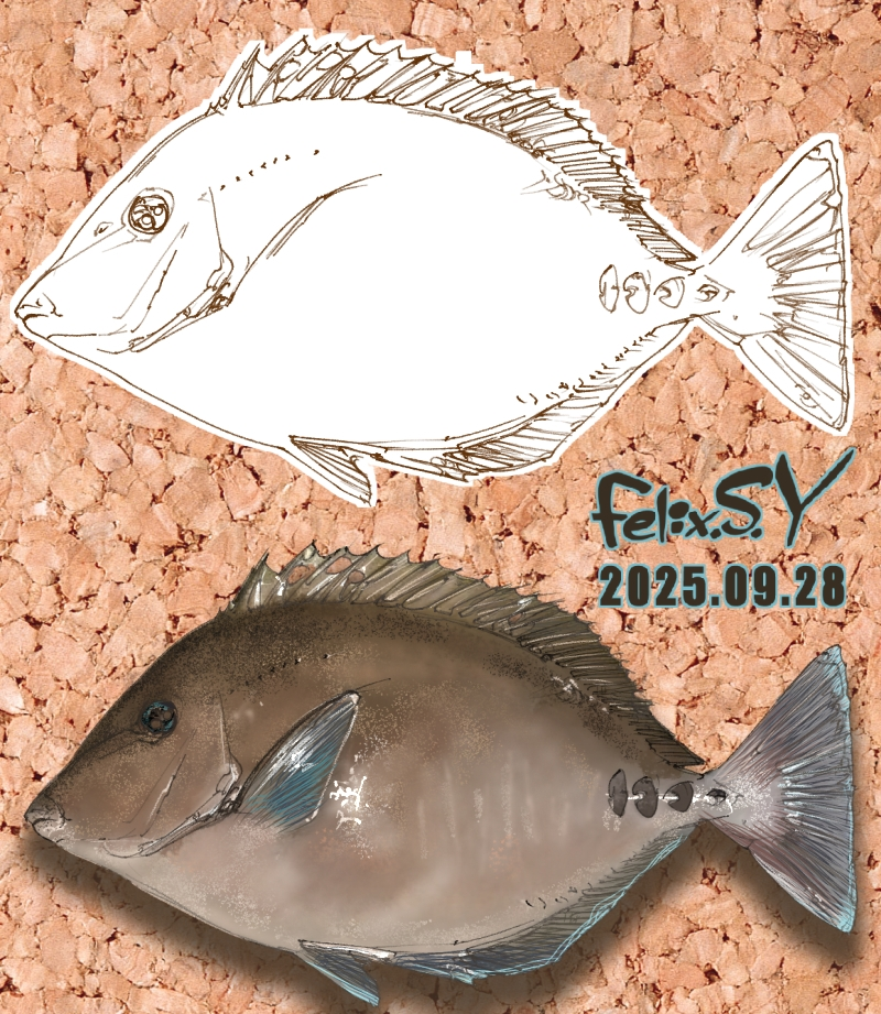 ●許可を得て、絵画カテのプロの描かれた絵を添付して質問します。 絵画カテの正規の筆頭カテマスさんの描かれたニザダイの素晴らしいイラストは、写真をトレースすれば簡単に作成できる、サンプルをすぐにあげる、という投稿を見ました。 本当でしょうか？ プロでさえ簡単に描けるわけではなない硬骨魚類のリアルイラストを、素人が写真トレースのような簡単な方法で描くことが出来るのでしょうか？ 絵画カテ、アクアリウムカテの有識者の皆さん、率直な御意見をお聞かせください。