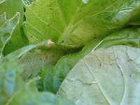 白菜にアブラムシがいます お昼に白菜の中華スープでも と思い買って Yahoo 知恵袋