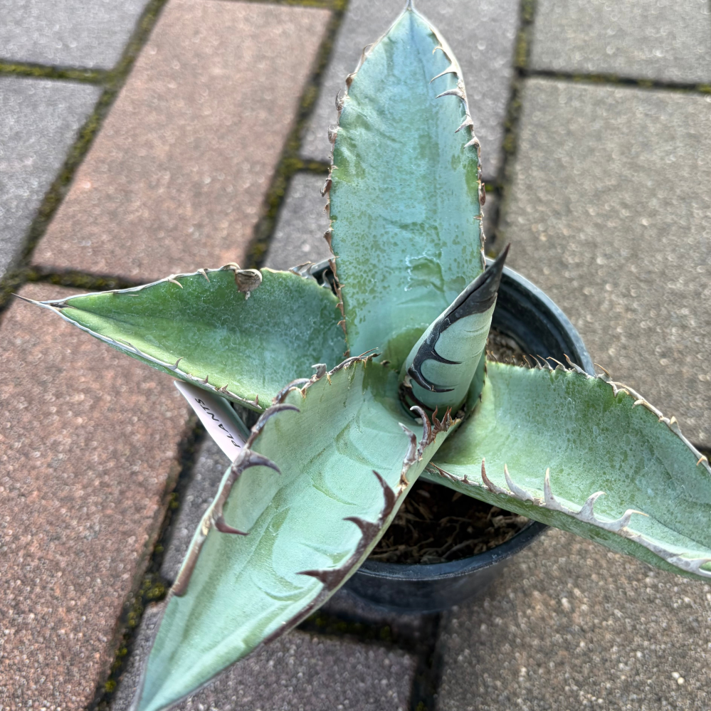 以前セールで購入したこのアガベなのですが、名前、種類、わかる方