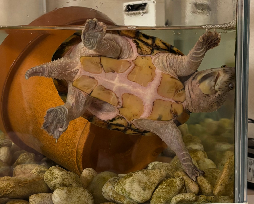カブトニオイガメの雌雄について質問です。 - 恐らく15歳ほどのカブ 